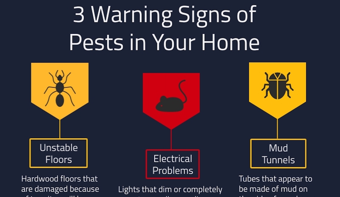 3 Warning Signs of Pests in Your Home