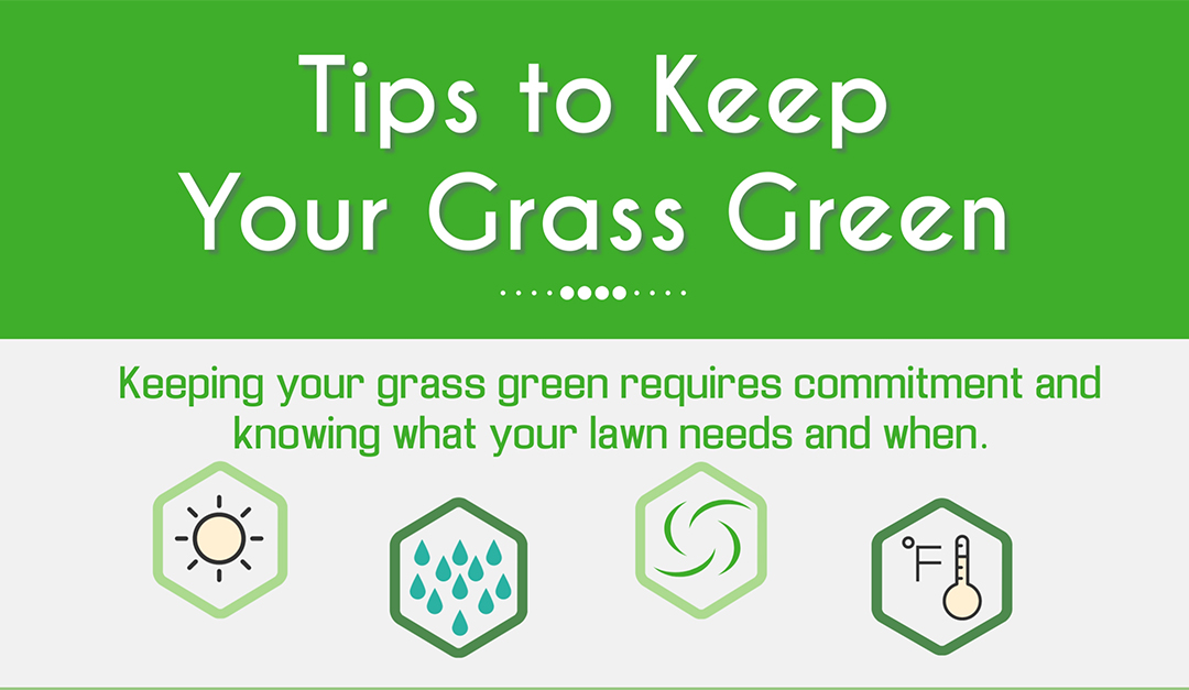 Tips to Keep Your Grass Green