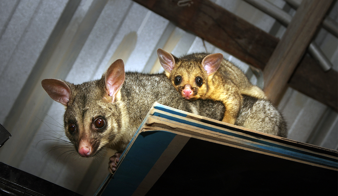 How to Critter-Proof Your Home