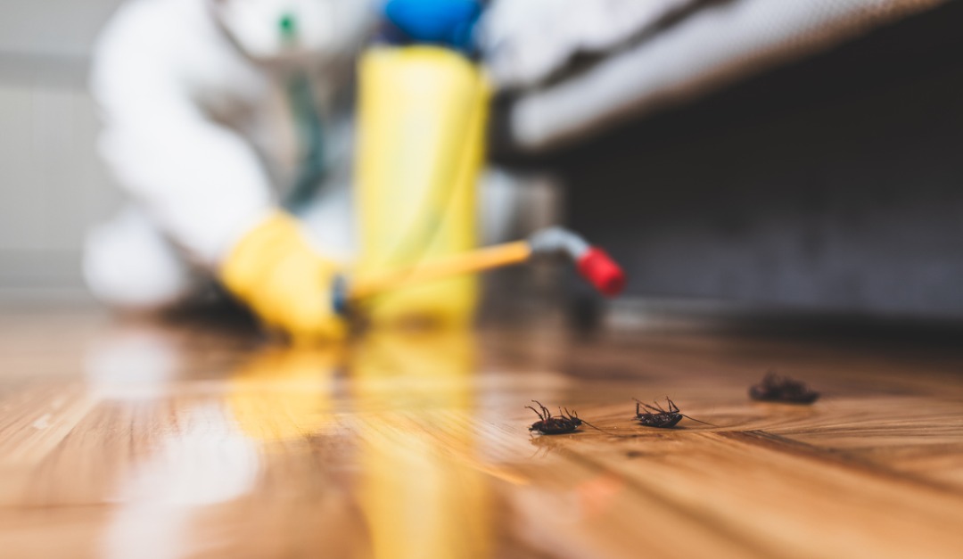 Why You Should Have Your House Inspected for Pests
