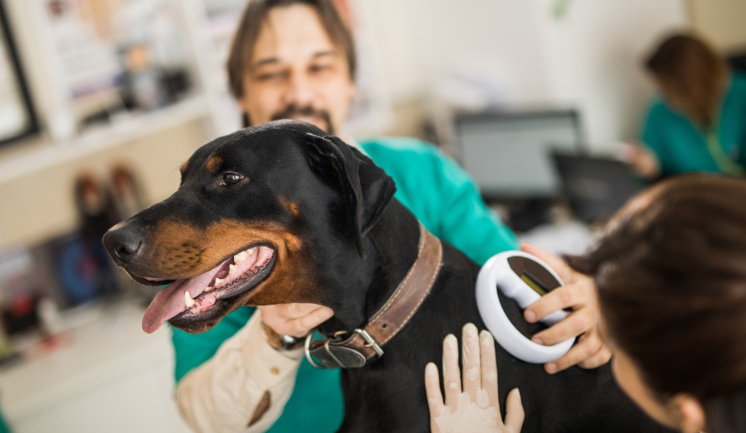 Reasons You Should Microchip Your Pet