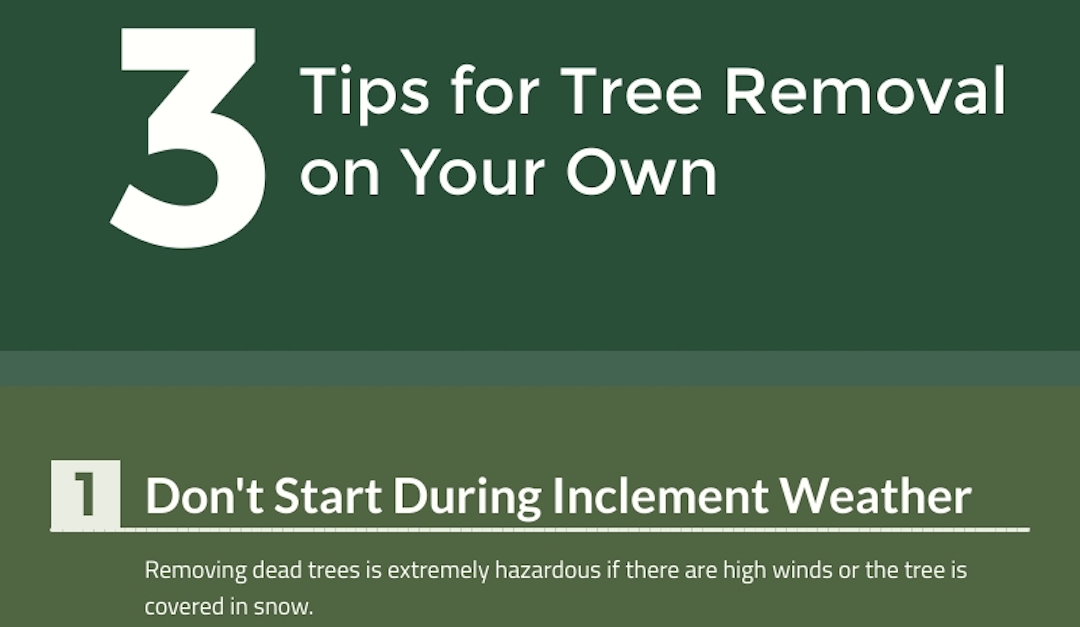 3 Tips for Tree Removal on Your Own