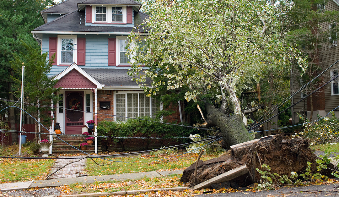 Dangers of Planting Trees and Bushes Too Close to Your House — RISMedia