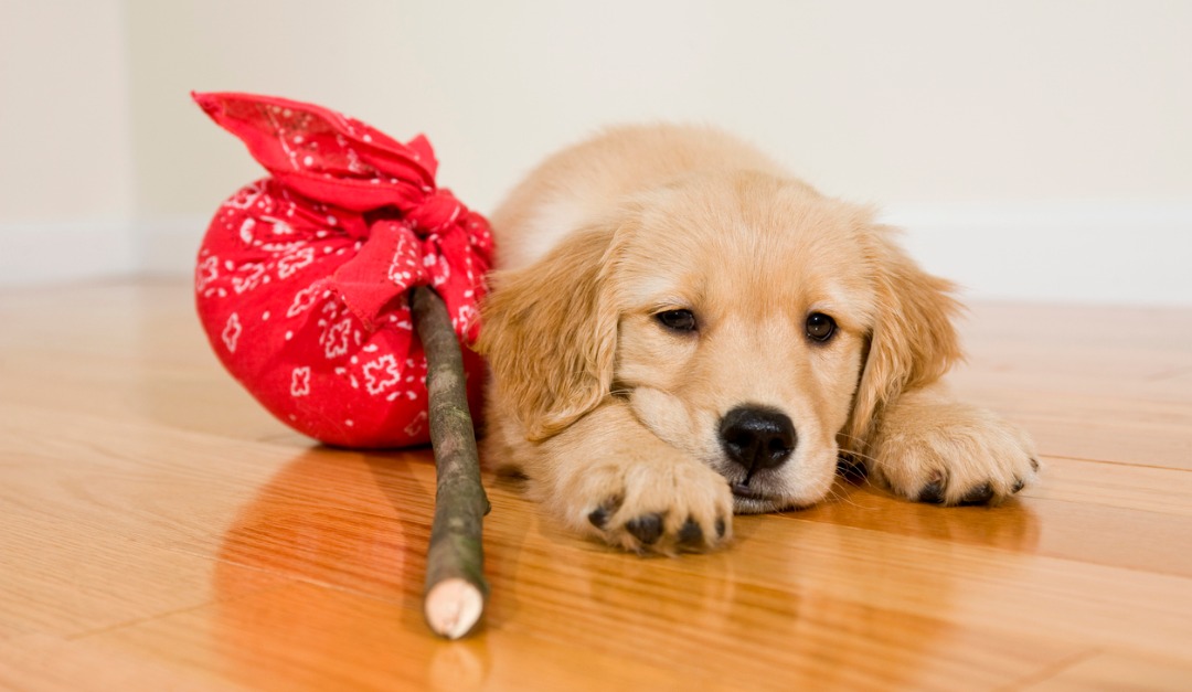 How to Protect Your Pets in an Emergency