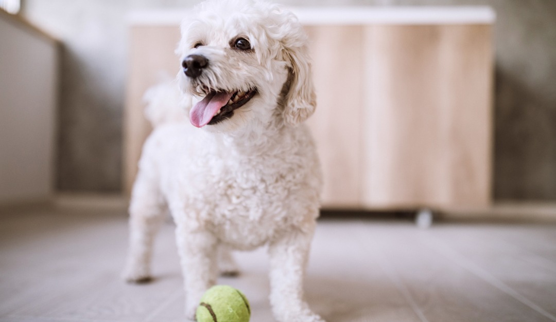 Pets and Rentals: How to Broach the Subject With Your Landlord