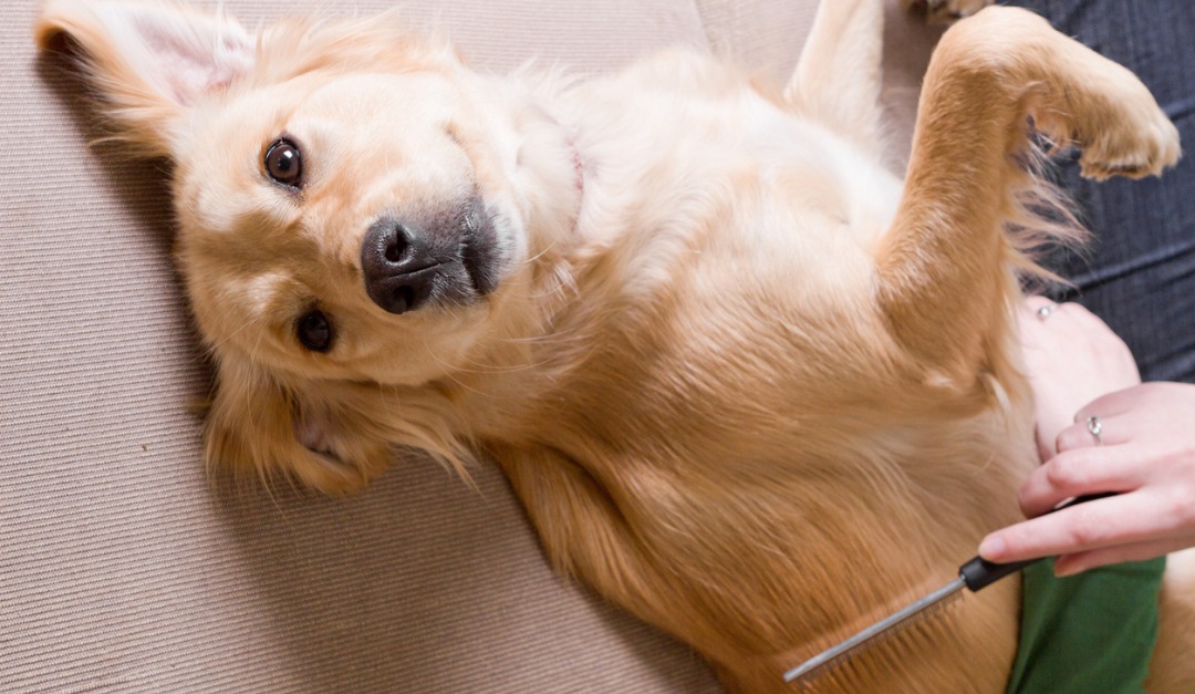 Selling Your Home? Be Sure to Clean Up After Your Pets