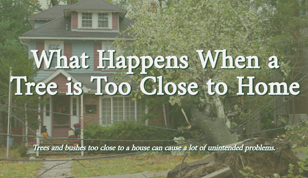 What Happens When a Tree is Too Close to Home — RISMedia