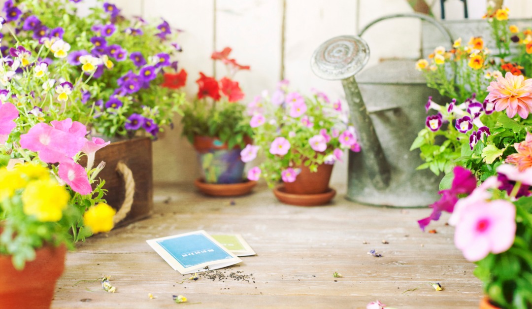 Early Steps for a Fruitful Garden