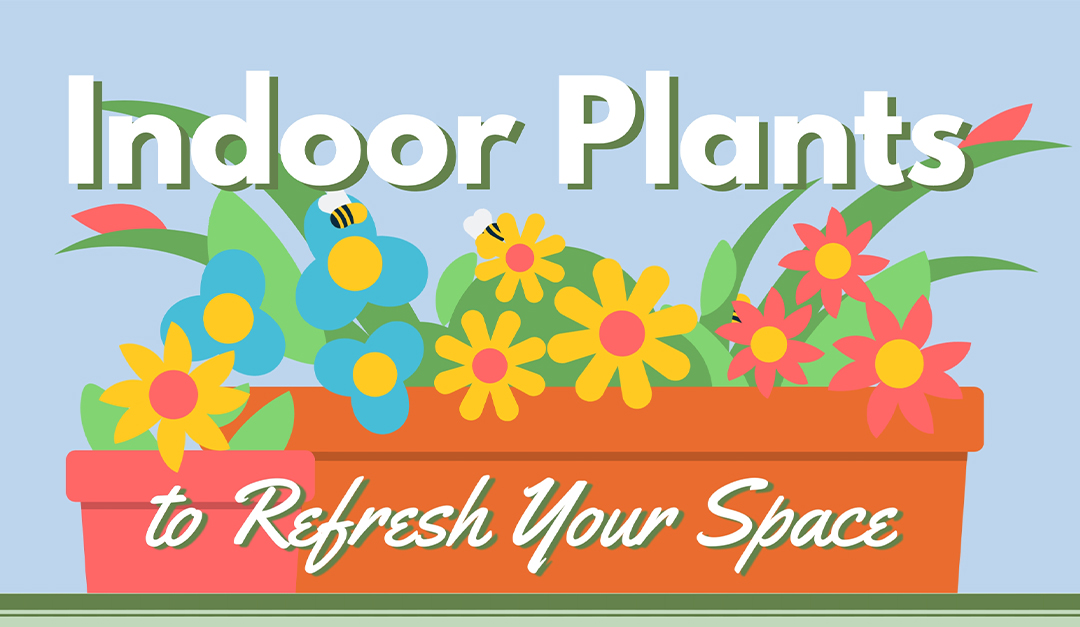 Indoor Plants to Refresh Your Space