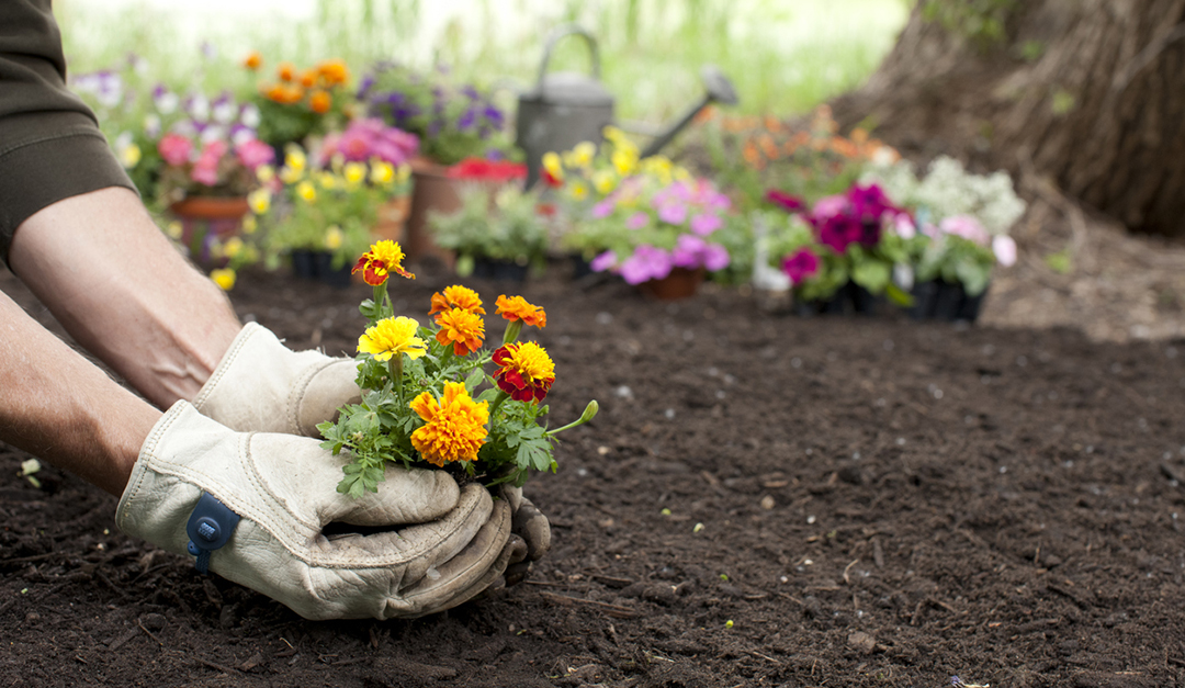 Mayo Clinic Minute Health Benefits of Gardening — RISMedia