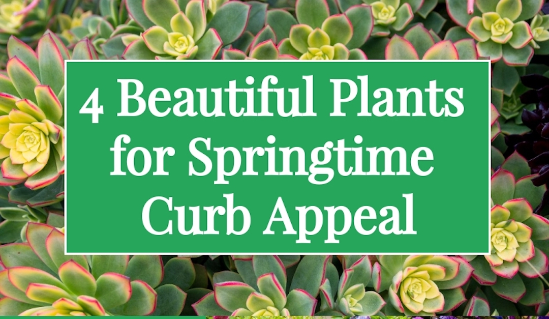 4 Beautiful Plants For Springtime Curb Appeal