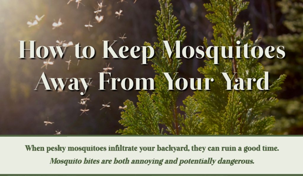 How to Keep Mosquitoes Away From Your Yard — RISMedia