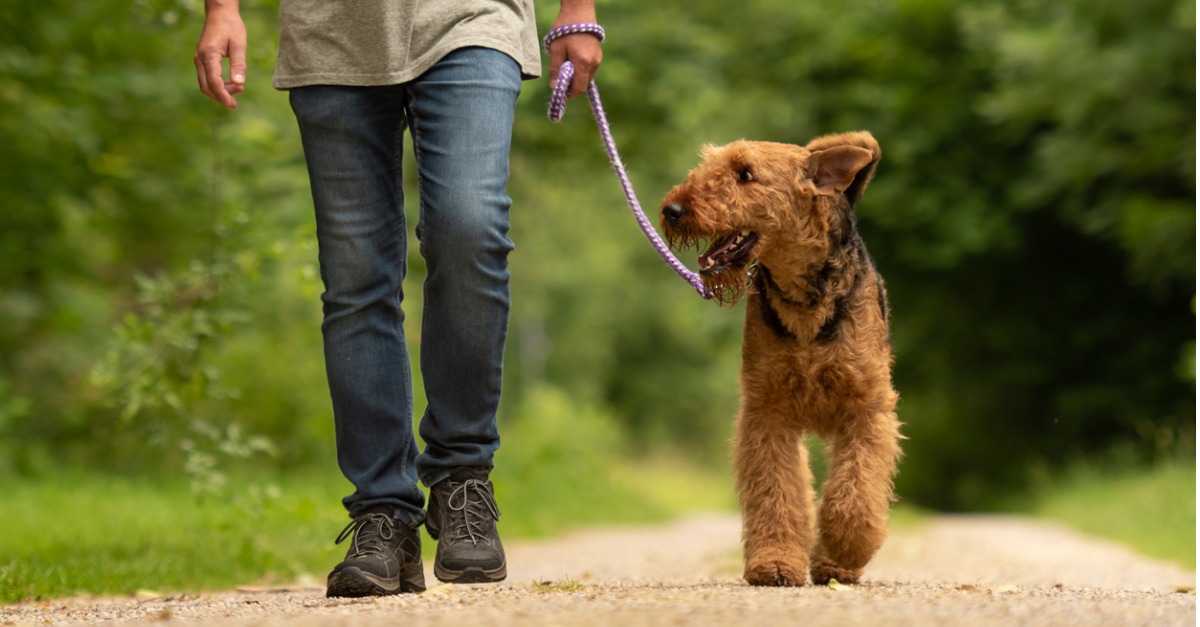 Thoughts on Leadership: The Value of Pets