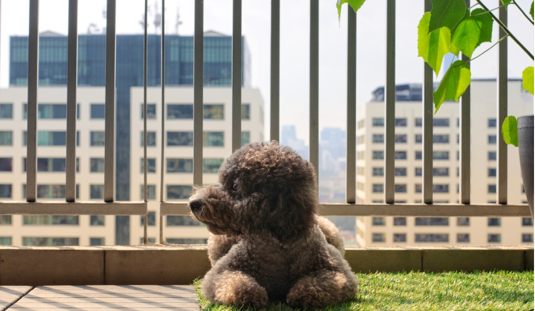 4 Features That Dog Owners Look For in the City