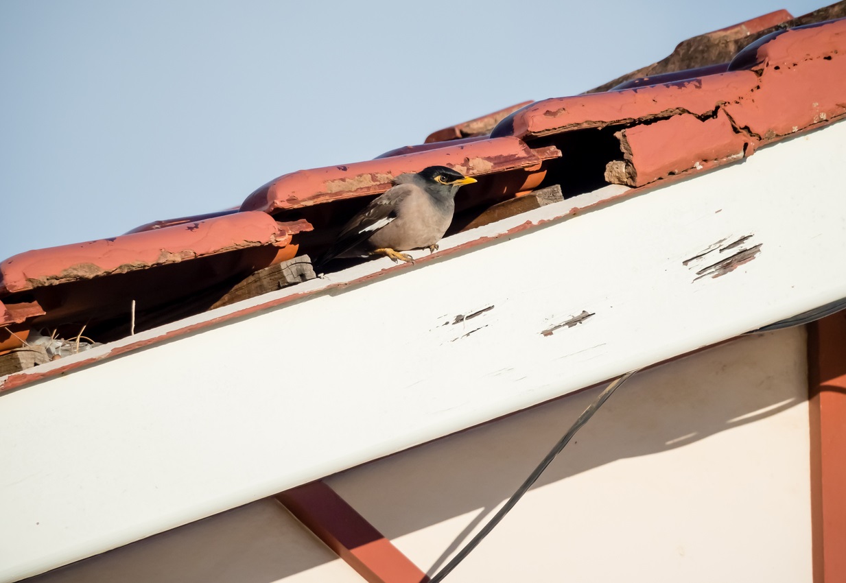 4 Signs That Pests Are Wrecking Your Roofing