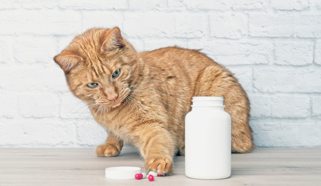 4 Hidden Pet Dangers That May be Lurking in Your Home