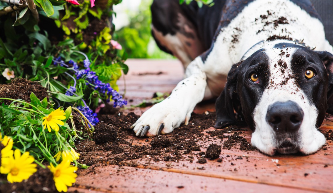 What to Do If Your Neighbor's Pet Keeps Coming Onto Your Property — RISMedia