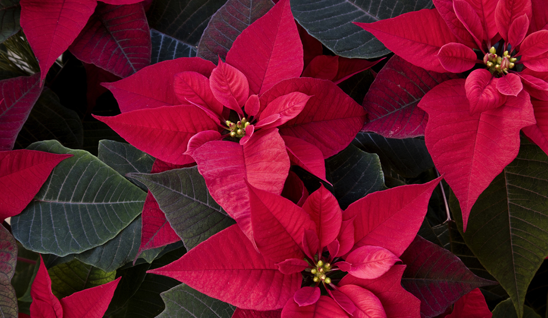 On Gardening: Frost Your Poinsettia for a Christmas Remembered