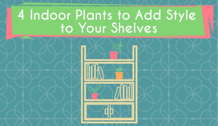4 Indoor Plants to Add Style to Your Shelves