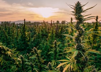 Marijuana Business: A Growing Demand for Space in Commercial Real Estate