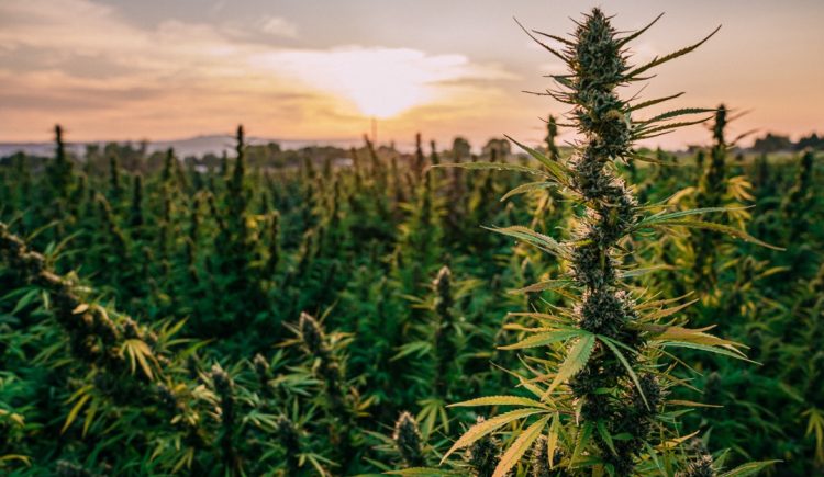 Marijuana Business: A Growing Demand for Space in Commercial Real Estate