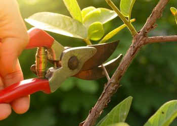 Spring Cleaning Tasks for Your Yard