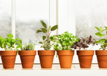 The Best Way to Grow an Herb Garden
