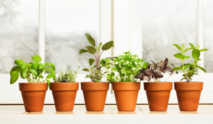The Best Way to Grow an Herb Garden