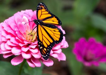 Let’s Bring Back the Monarch Butterfly
