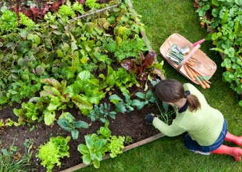 How to Design a Home That’s Self-Sufficient