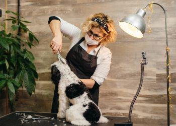 4 Luxury Building Amenities for Dog Owners