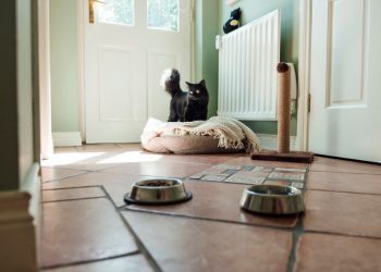 4 Home Design Tips for Pet Lovers