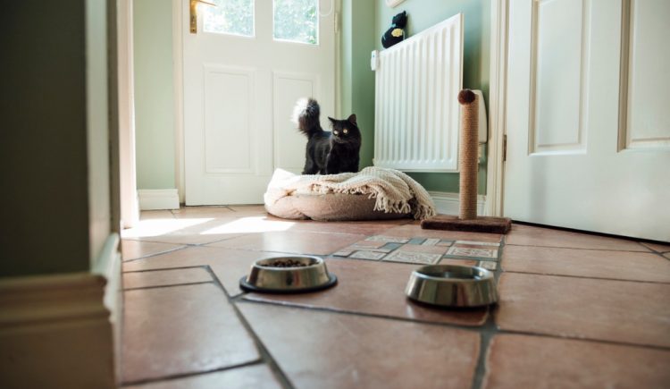 4 Home Design Tips for Pet Lovers