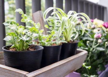 Clever Small Space Gardening Tips