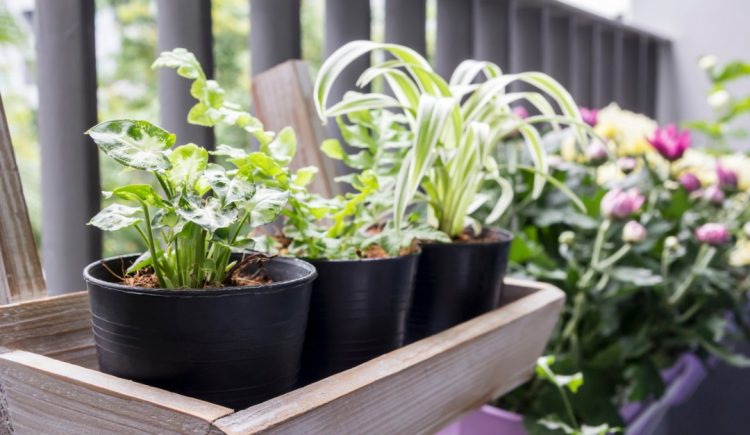 Clever Small Space Gardening Tips