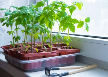 Summer Veggies to Start In the Ground or In Pots Right Now