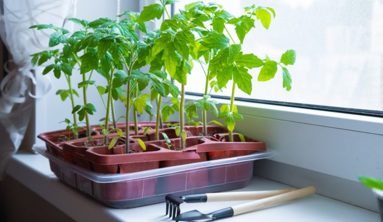 Summer Veggies to Start In the Ground or In Pots Right Now