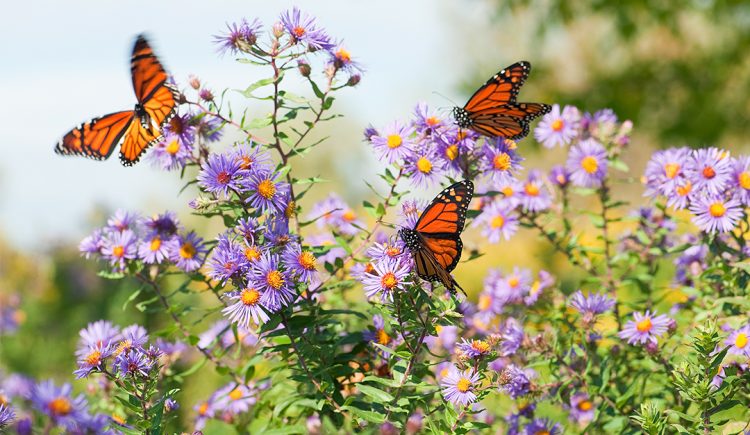 How We Can Save the Monarch Butterfly
