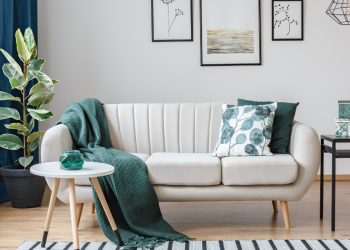 The Best Indoor Plants for Every Room in the House