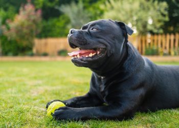 Best Tips for Creating a Pet-Safe Yard