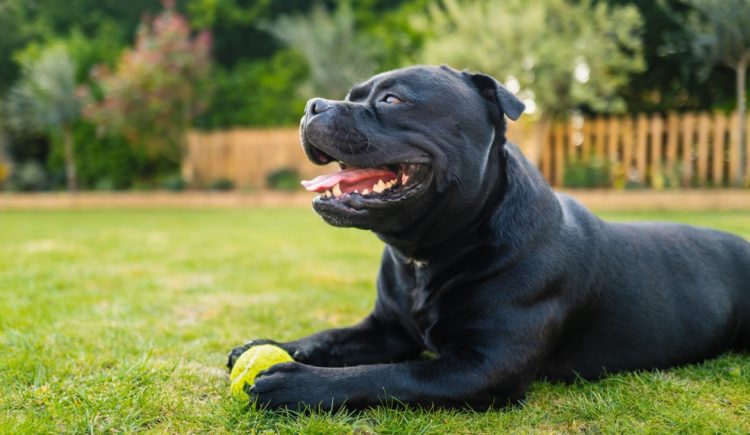 Best Tips for Creating a Pet-Safe Yard