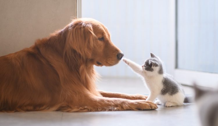 How to Help Your Dog or Cat Adjust to a New Pet