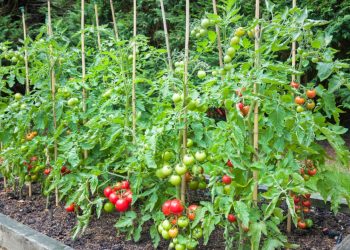 Best Plants for a Vertical Garden