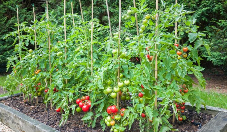 Best Plants for a Vertical Garden