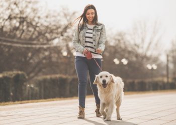 4 Home Features Urban Dog Owners Should Look For