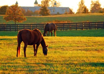 4 Features of World-Class Equestrian Estates