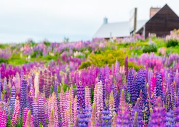 3 Benefits of Adding Native Plants to Your Yard