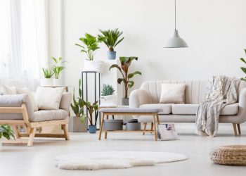 4 Best Indoor Trees for Your Home