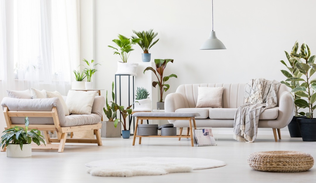 4 Best Indoor Trees for Your Home — RISMedia