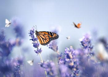 4 Tips for Designing Your Own Butterfly Garden